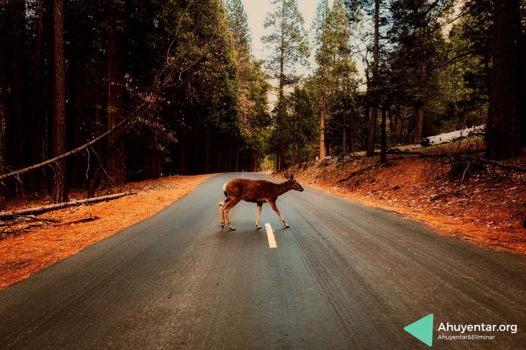 Silbato ahuyentador de animales para vehículos. Reduce el peligro de animales cruzando la carretera como venados, ciervos, corzos, jabalíes