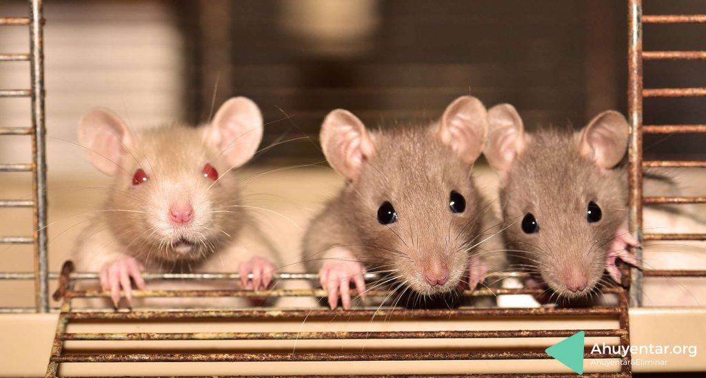 espantar ratas