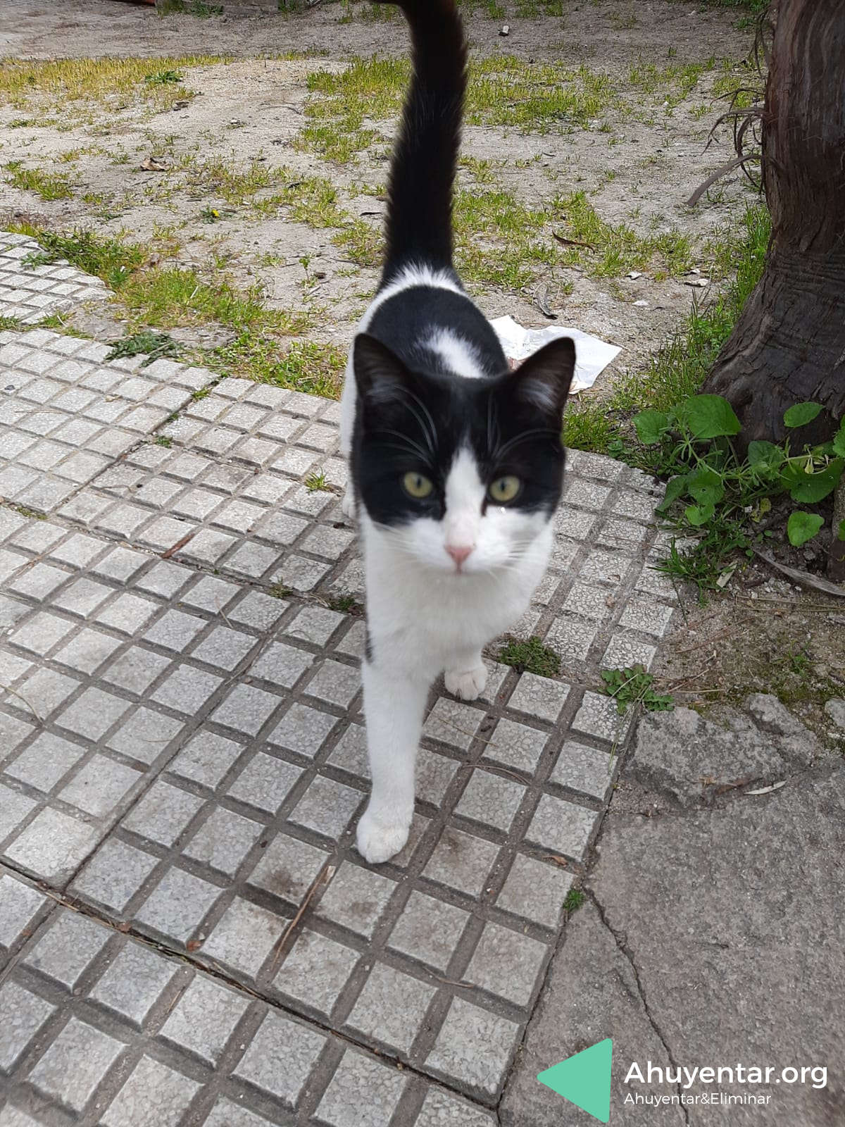 Cómo ahuyentar los gatos callejeros? - Pa'Mascotas Medellín