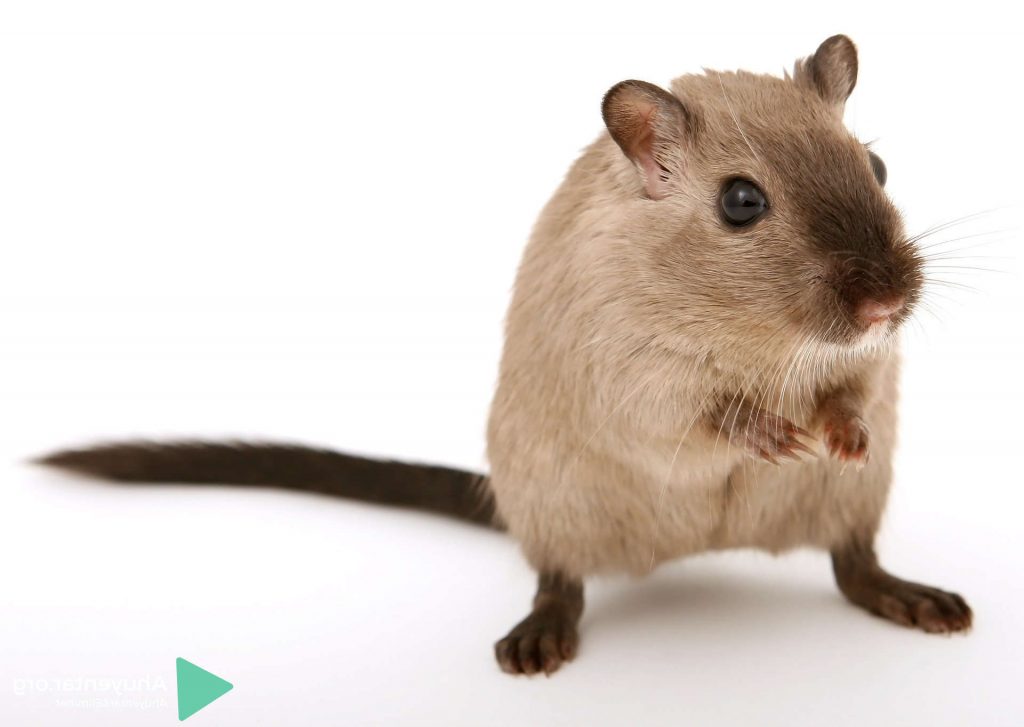 eliminar ratas