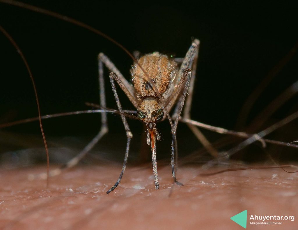 espantar mosquitos
