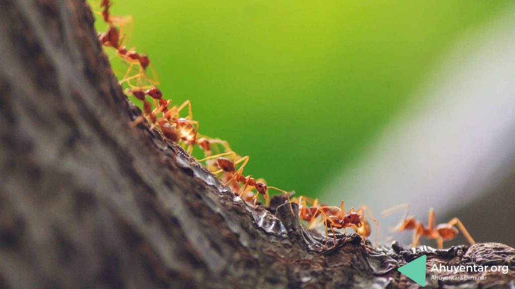 ¿cómo combatir hormigas?