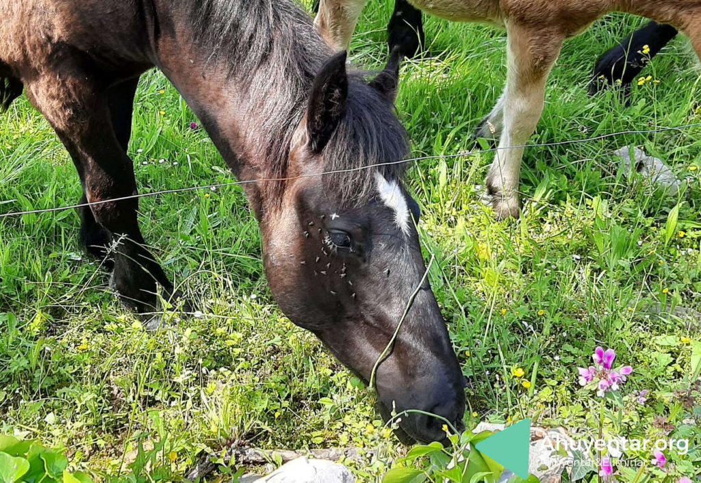 Caballo lleno de moscas, ¿cómo evitar las moscas en nuestros caballos?