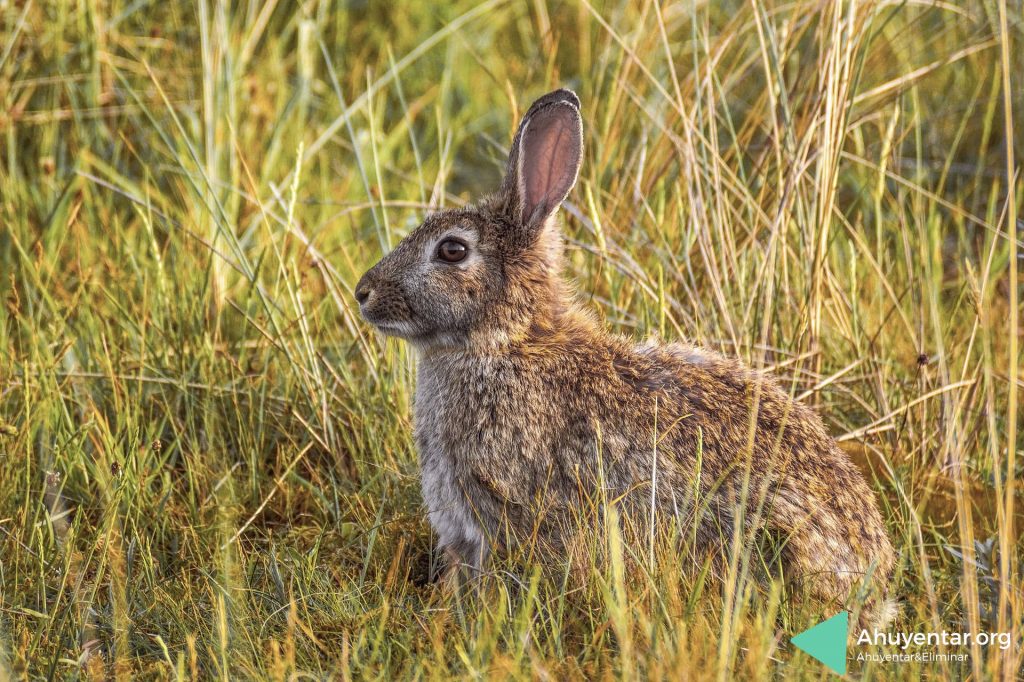 Ahuyentar animales