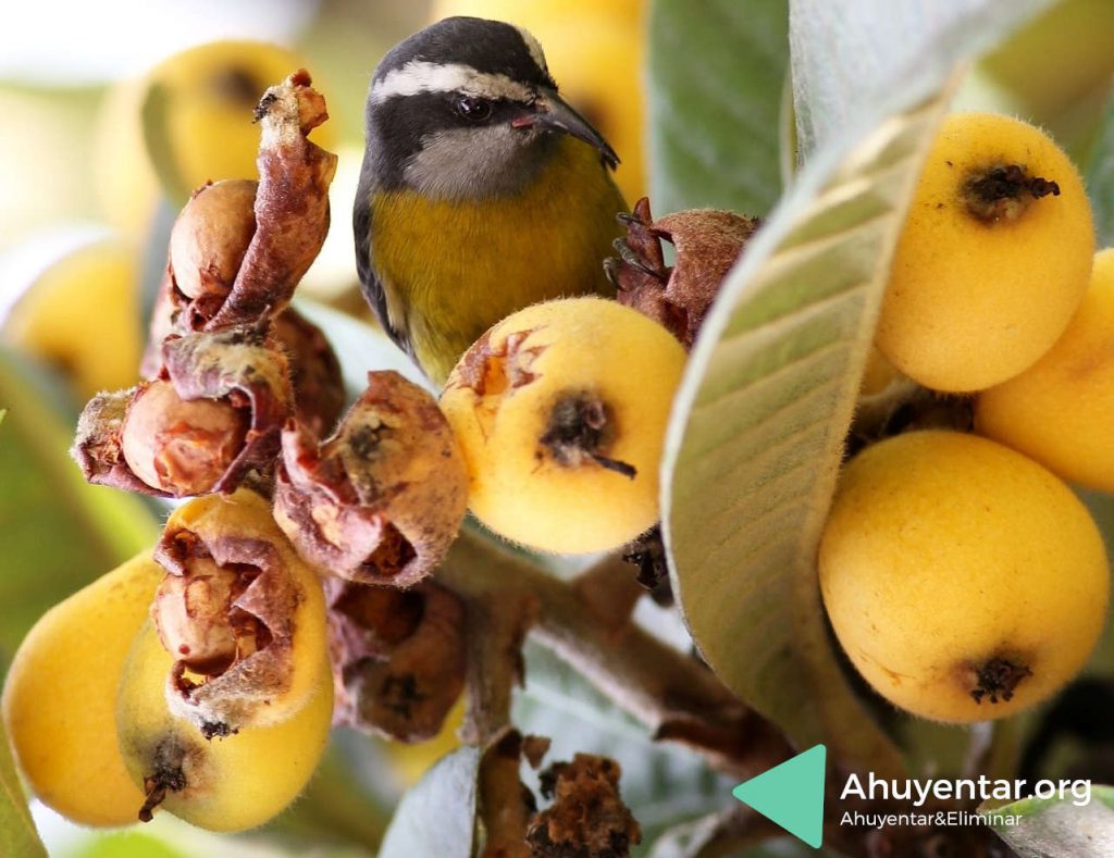 Ahuyentar animales