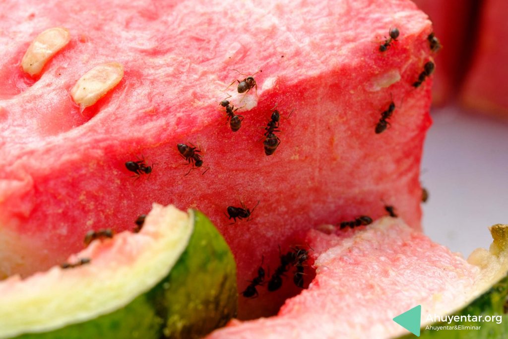 ¿Cómo acabar con las hormigas?