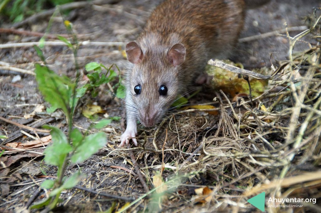 ¿Cómo espantar animales de mi jardín?