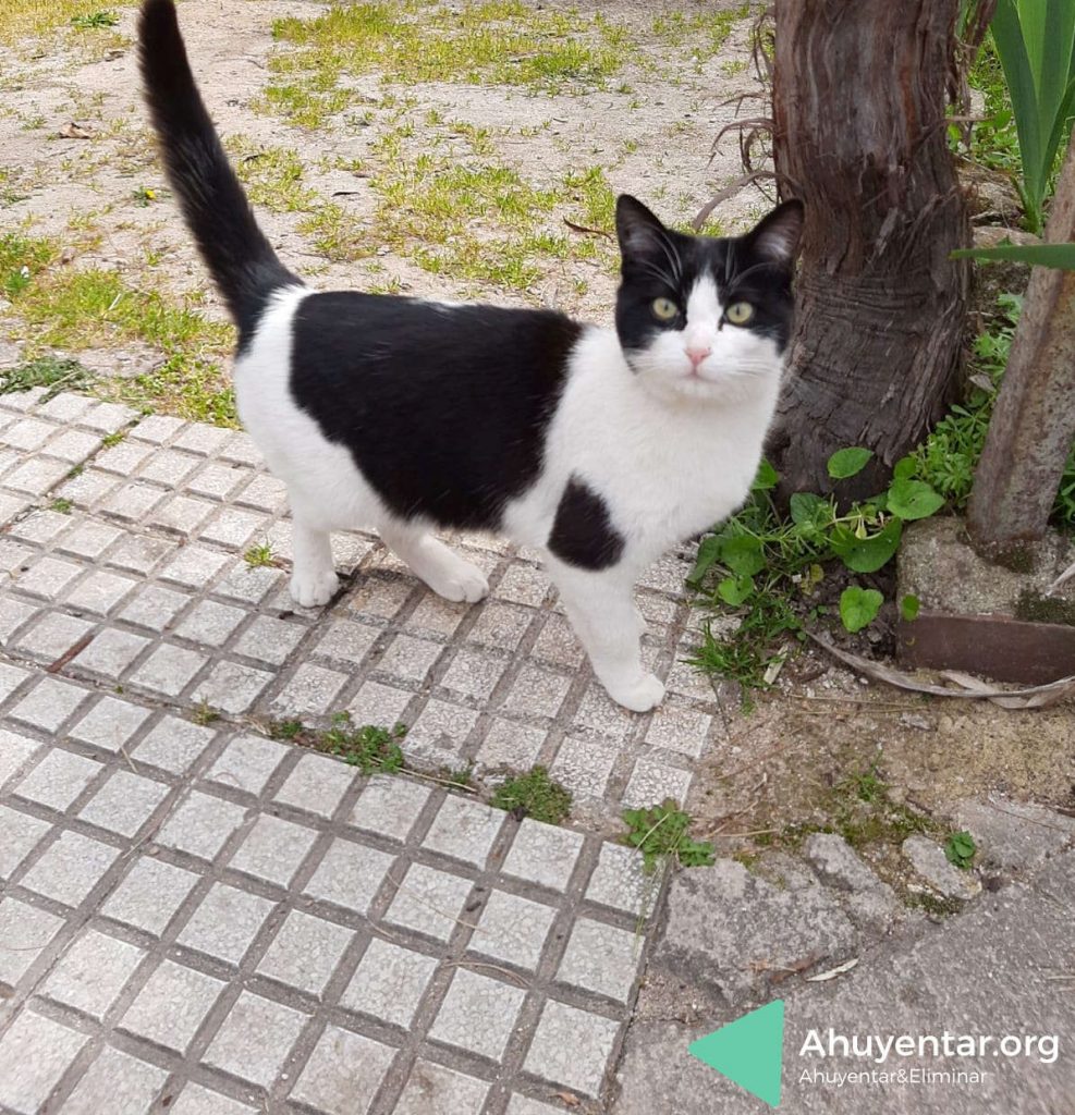 Repeler animales