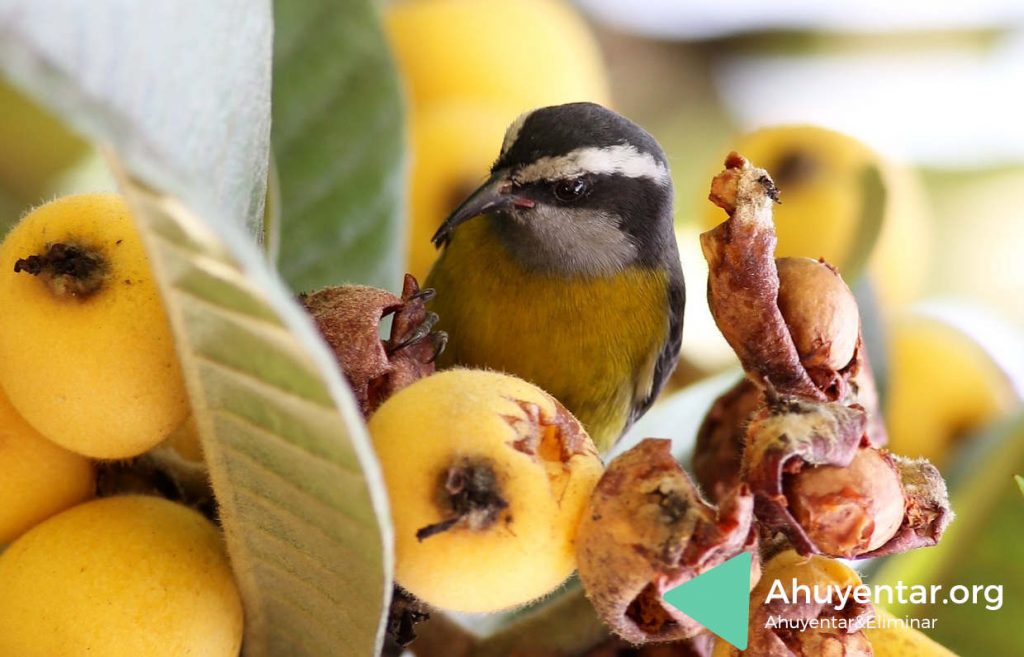 espantar pájaros