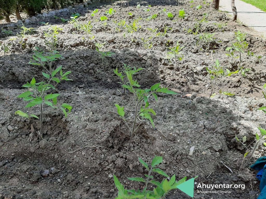 Tomateras con apenas unas semanas de vida en huerto urbano