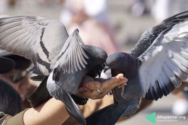Palomas comiendo de la mano de un turista. Muy difíciles de ahuyentar en determinadas plazas de las ciudades.